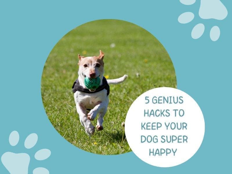 5 Genius Hacks to Keep Your Dog Super Happy at Home