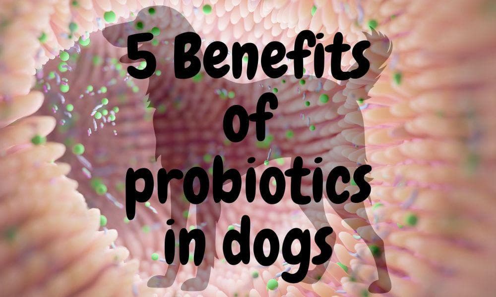 Benefits Of Probiotics For Dogs (According to Research)