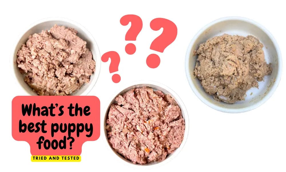 Best Puppy Food: 2023 Dog Nutritionist Opinion