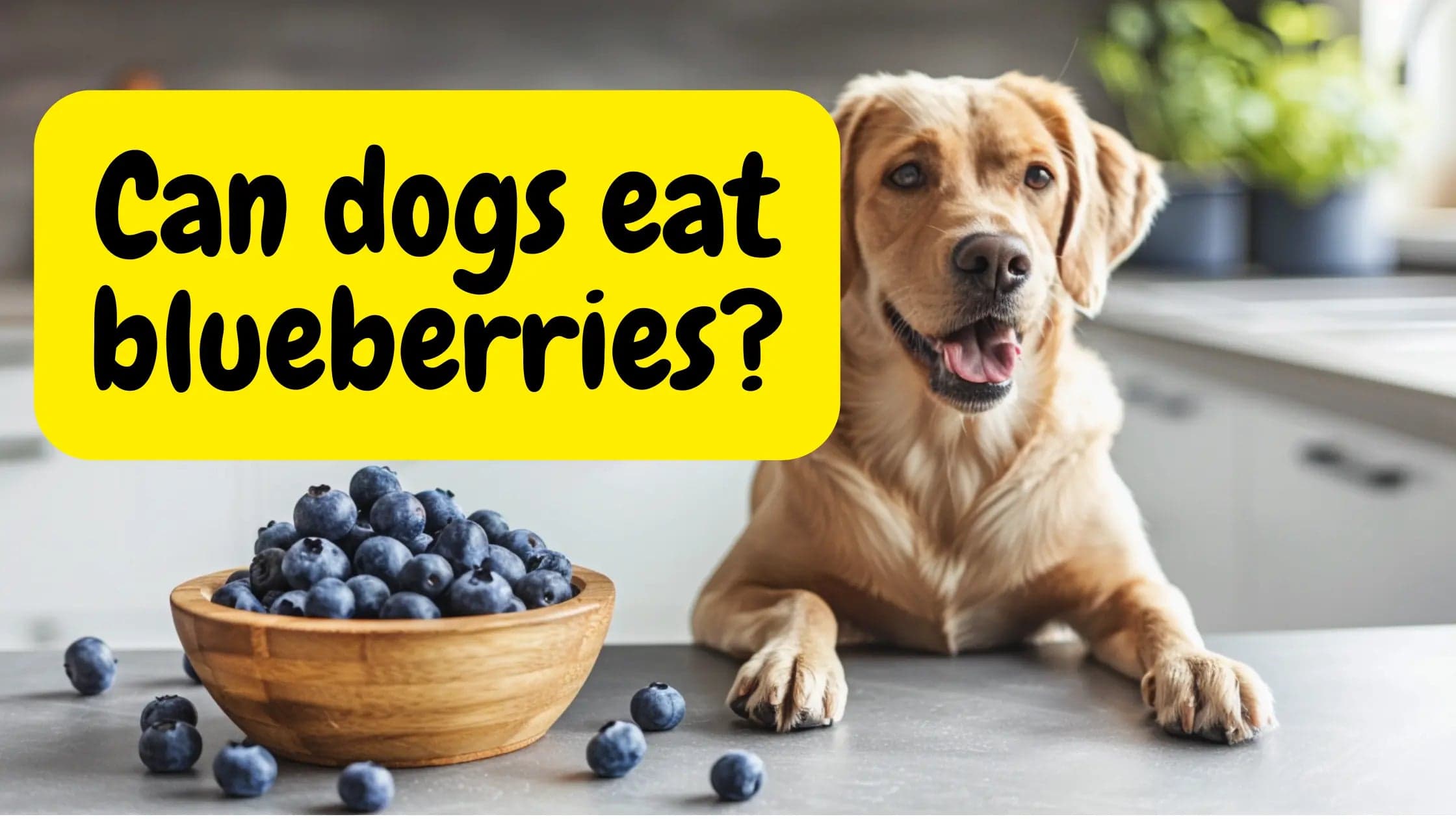 Can Dogs Eat Blueberries? Expert Pet Nutritionist Input