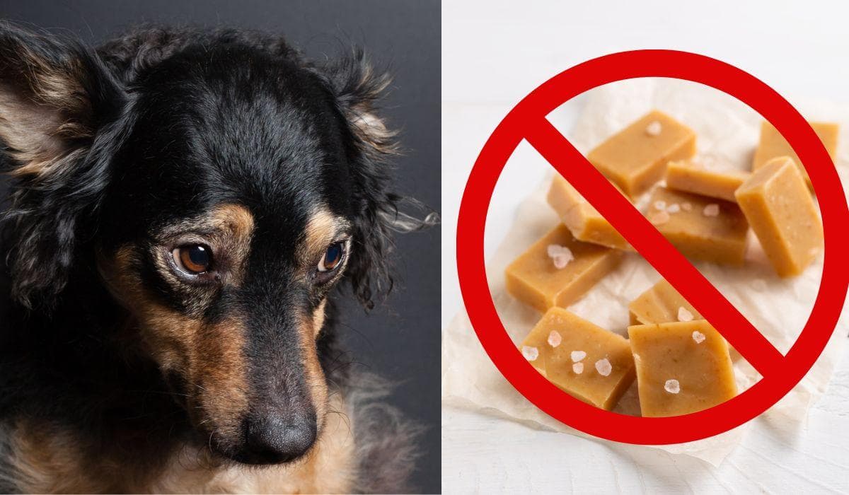 Can Dogs Eat Caramel? (Uncovering the Facts)