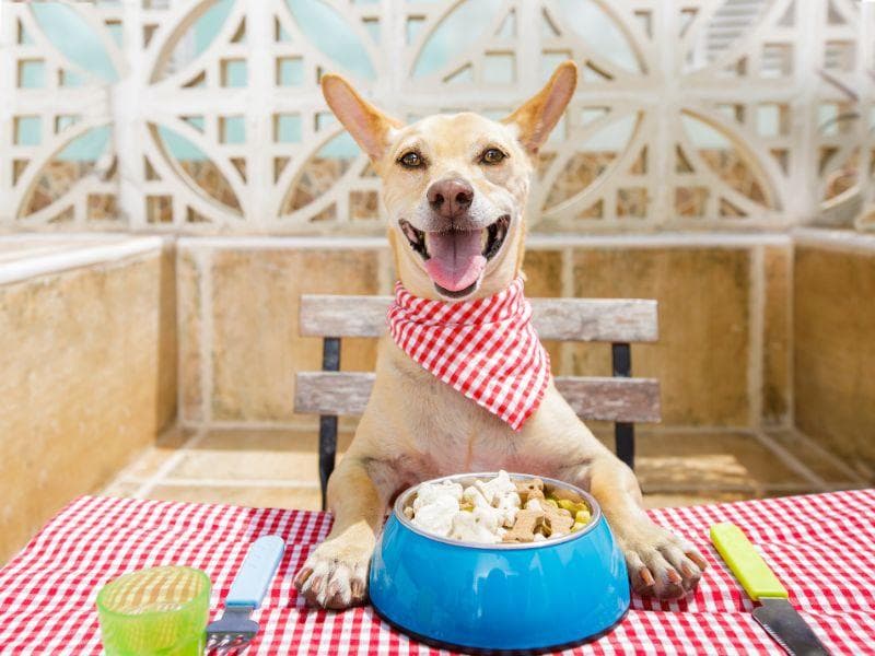 Can Dogs Eat Cream Cheese? (inc. Nutritional Analysis)