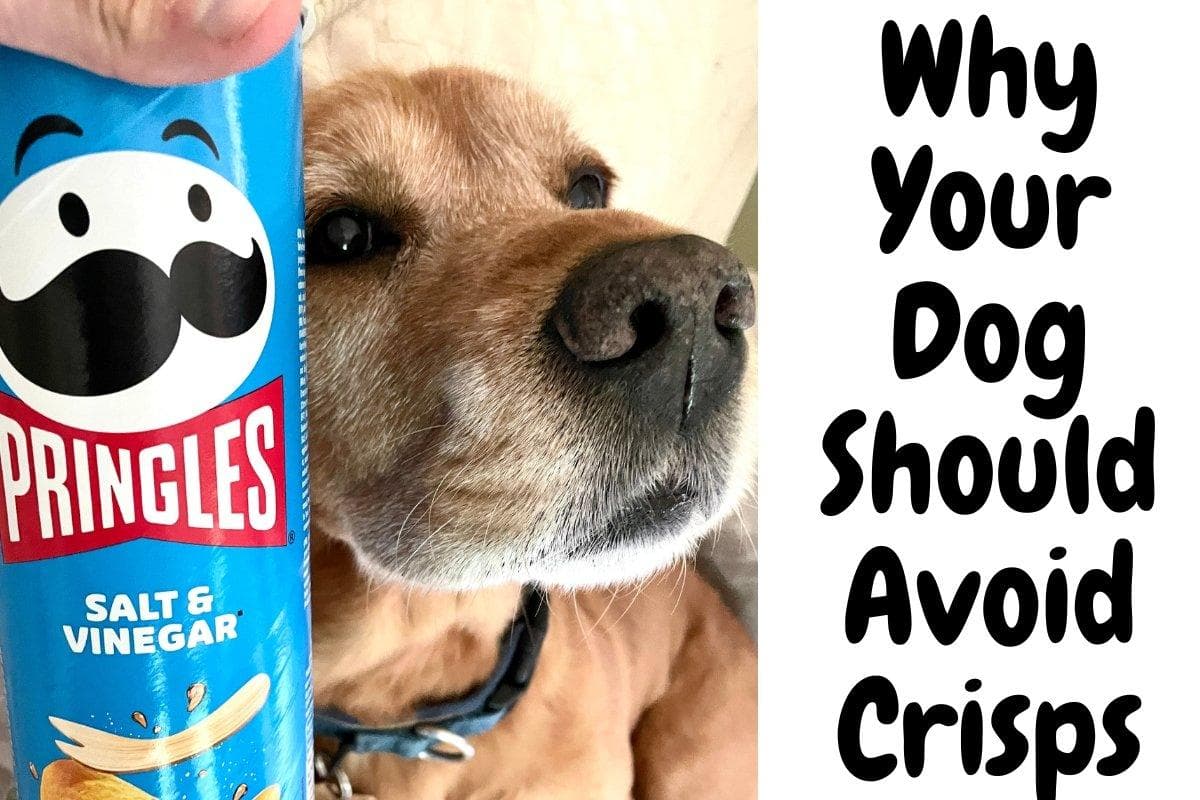 Can Dogs Eat Crisps? Here's Why They Shouldn't