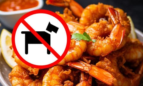 fried prawns and dogs not allowed sign overlaying it