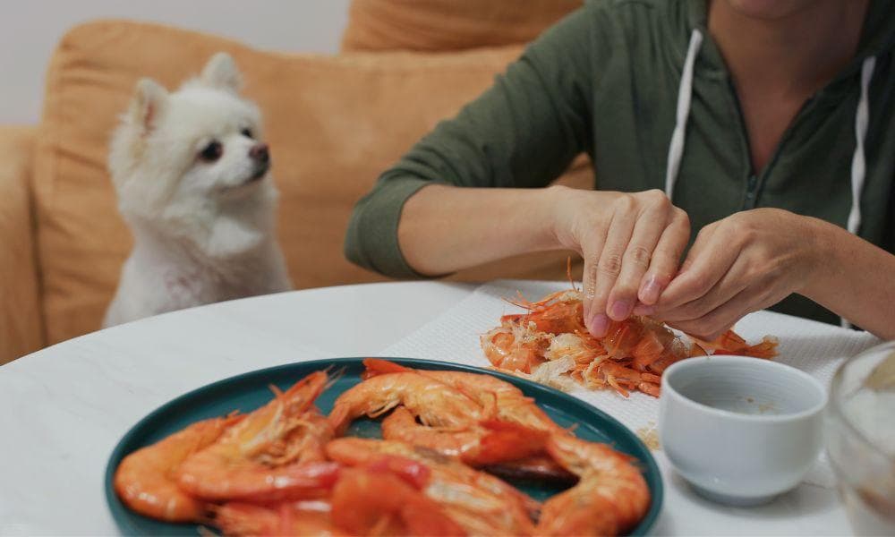 Can Dogs Eat Prawns? Let's Explore The Benefits
