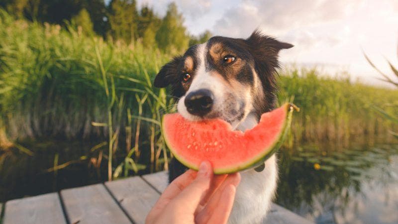 Can Dogs Eat Watermelon?