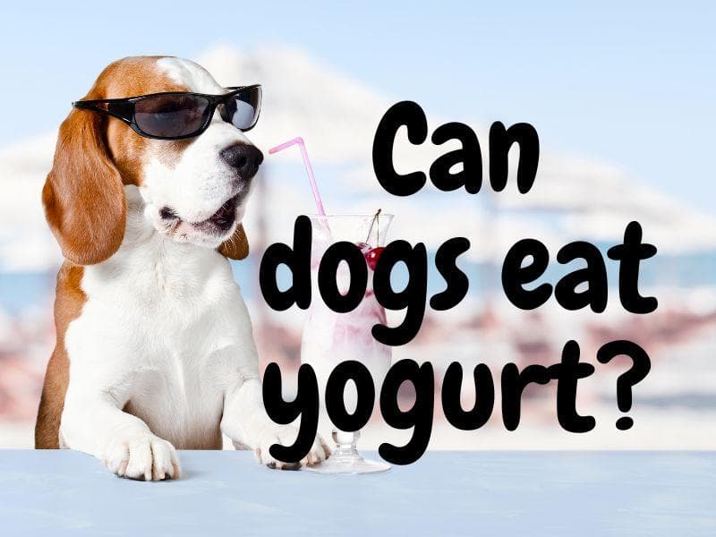 Can Dogs Eat Yogurt? A Dog Nutritionist Weighs In