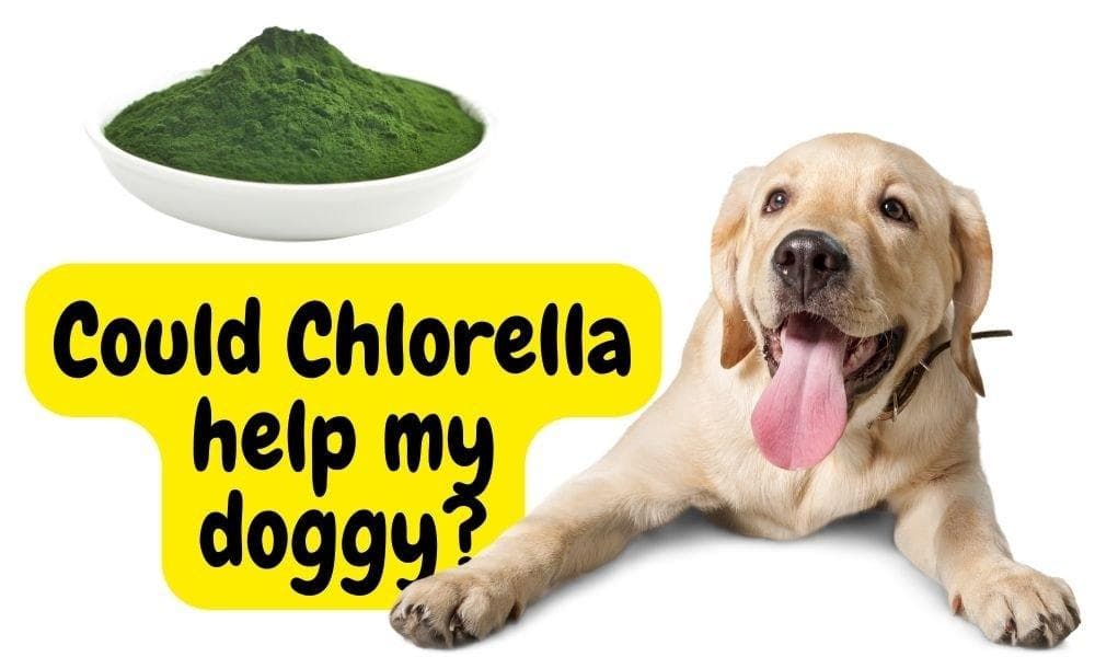 Chlorella for Dogs: Benefits and Tips