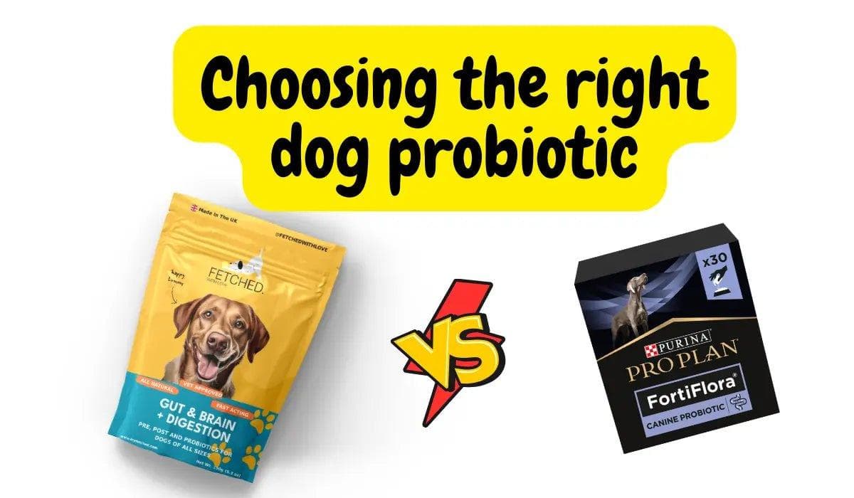Choosing The Right Dog Probiotic