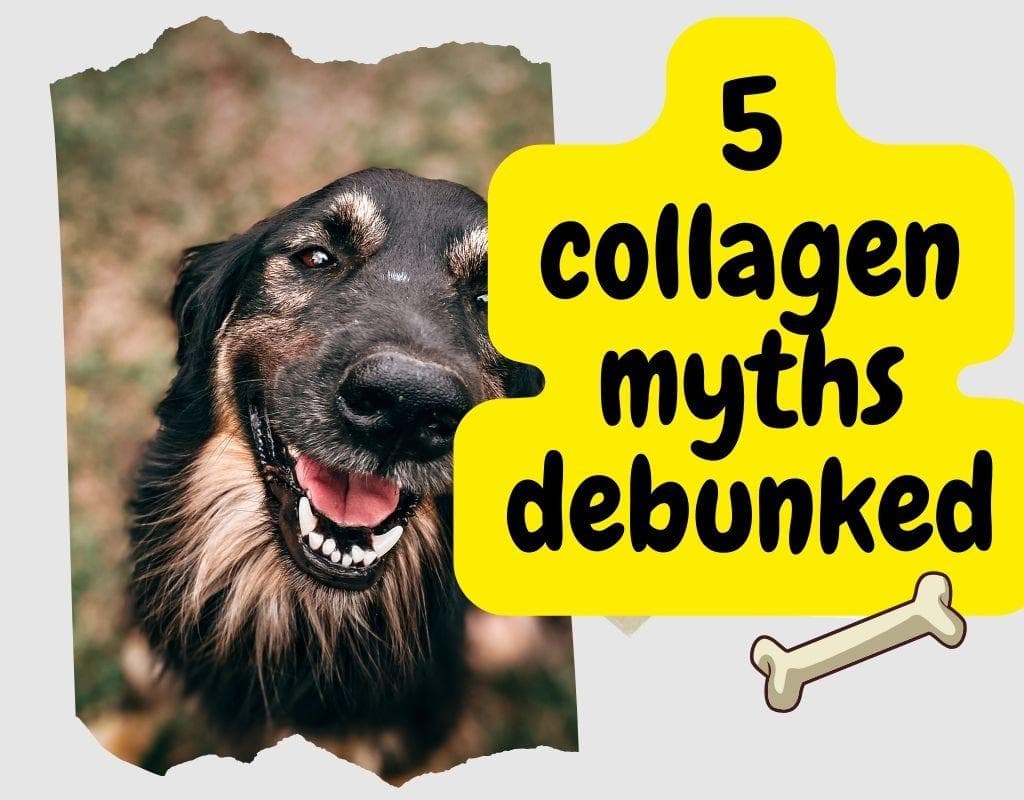 Collagen for Dogs: Myth vs. Reality
