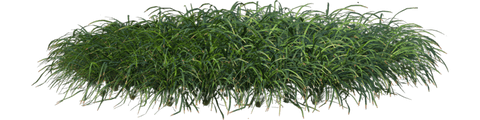 grass