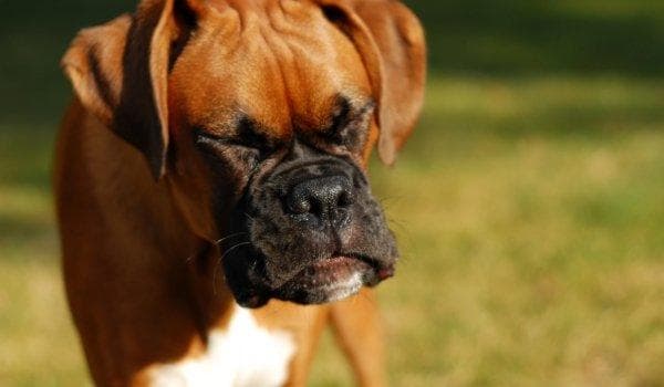 Dog Allergies to Grass: Diagnosis, Treatment and Prevention