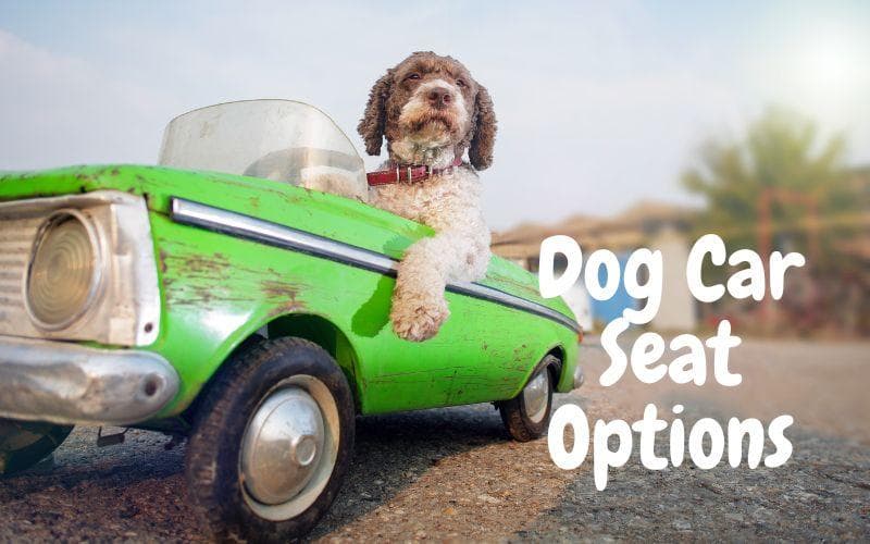 Dog Car Seat Selection: Safety & Comfort First