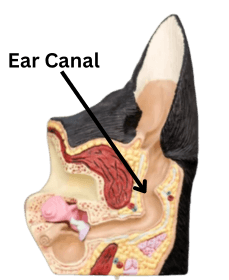dog ear canal anatomy