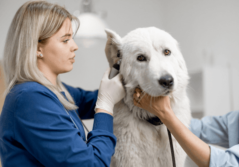 dog being examined by vet