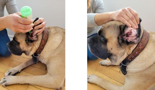 Dog Ear Cleaning: Step by Step Guide