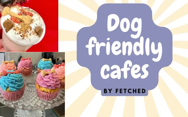 Dog Friendly Cafes in London | FETCHED
