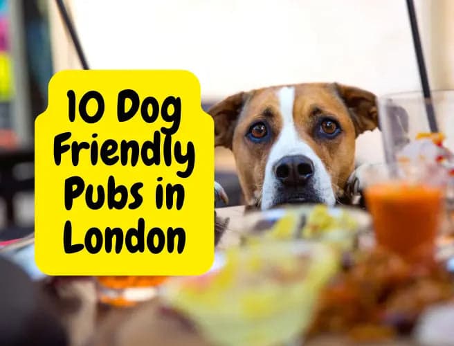 Dog Friendly Pubs in London (With Map)