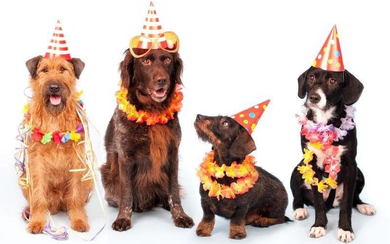 Happy International Dog Day 2023