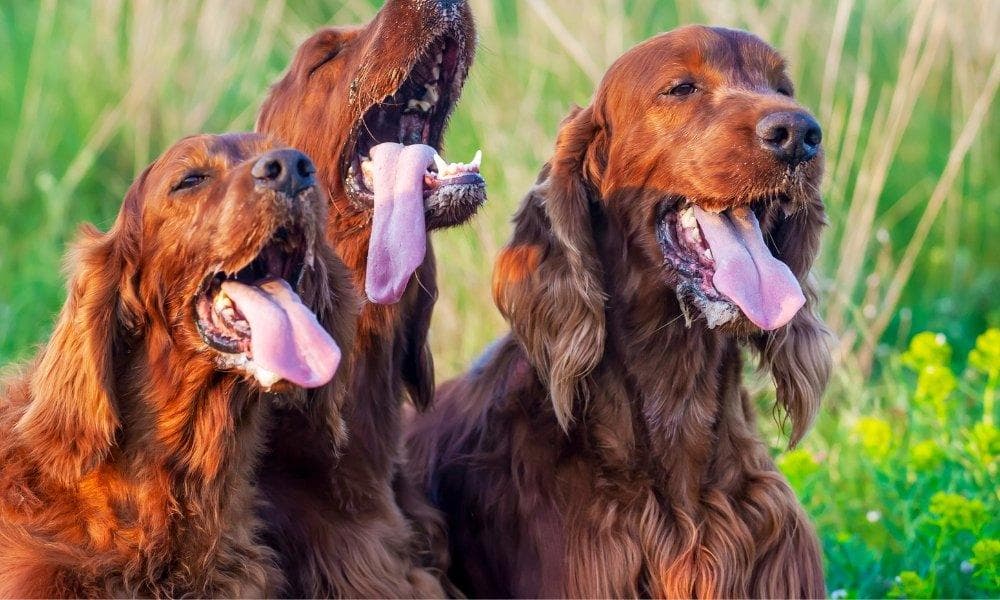 How to Calm a Panting Dog: A Comprehensive Guide