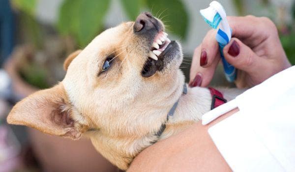 How to Clean a Dog's Mouth - A Step by Step Guide