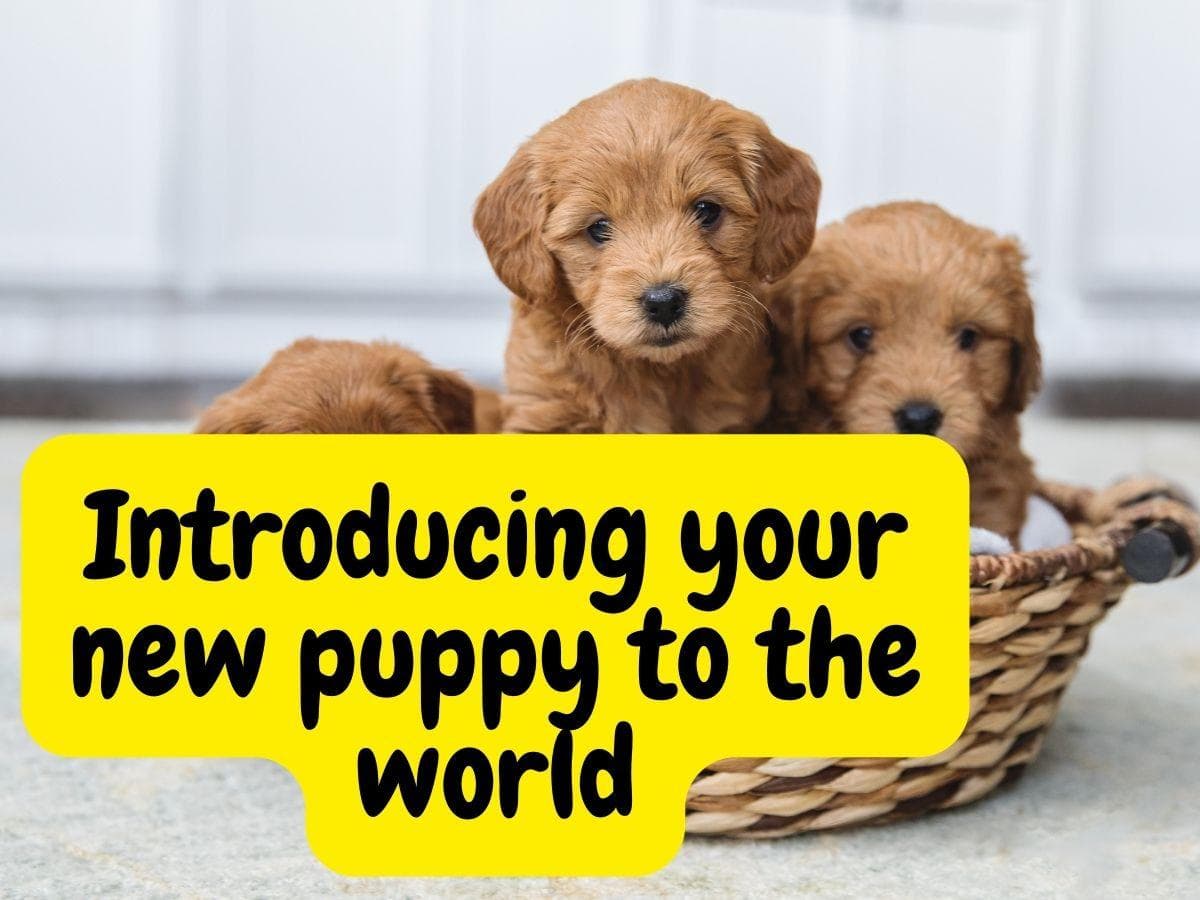 Introducing your new puppy to the world
