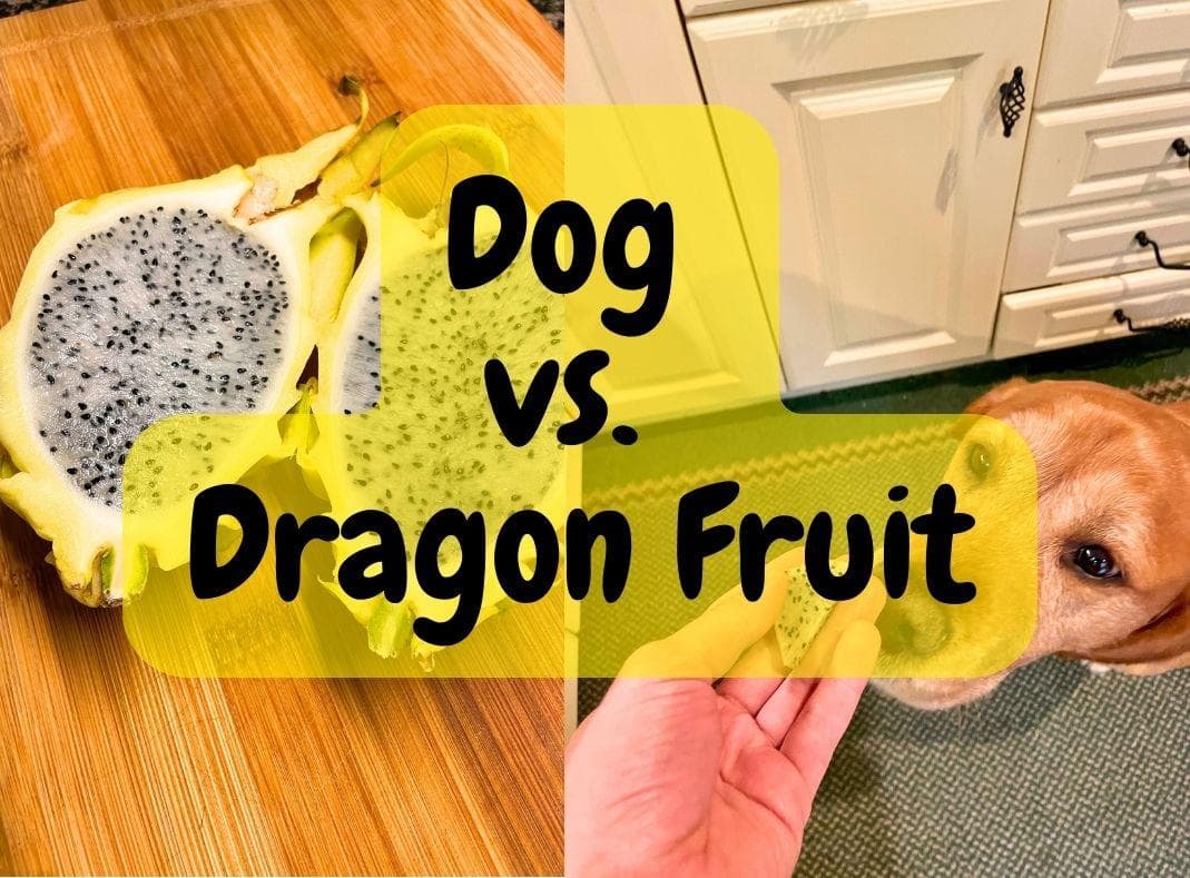 Can Dogs Eat Dragon Fruit? A Comprehensive Guide