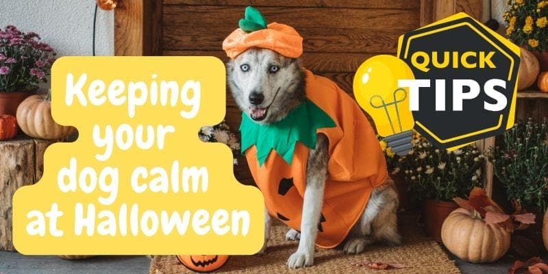 Keeping your dog calm during halloween and fireworks season