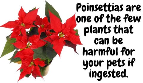 ponsettias harmful for pets