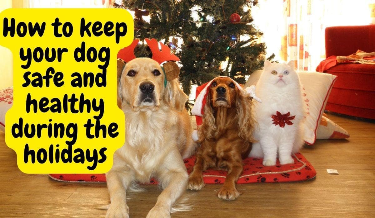 Keeping Your Dog Safe and Healthy During the Holiday Season
