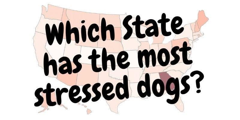 Most and Least Stressed States for Dogs