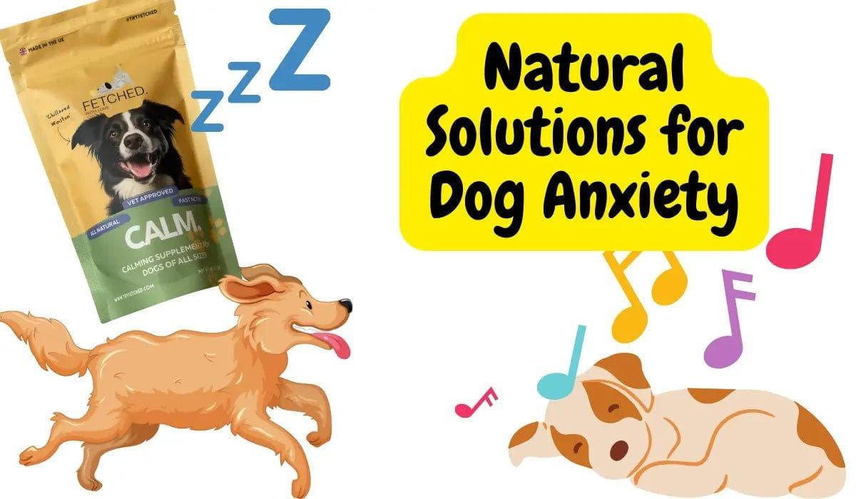 Natural Solutions for Dog Anxiety