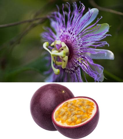 passiflora flower and passion fruit