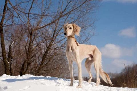 saluki dog