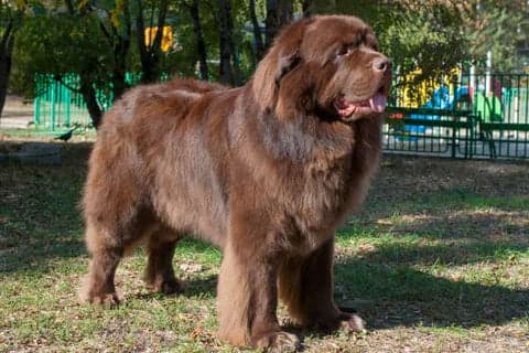 newfoundland dog