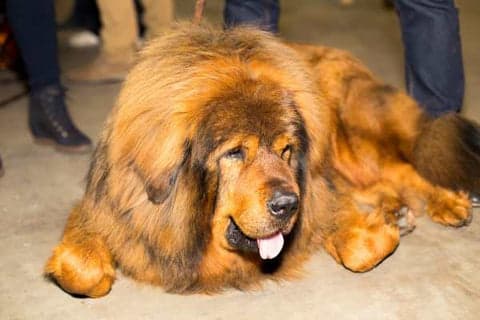 tibetan mastiff