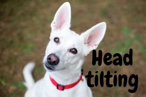 dog tilting their head
