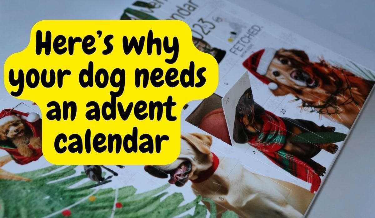 5 Reasons To Buy A Dog Advent Calendar