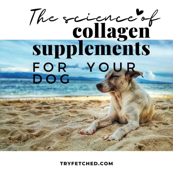 The Science Behind Dog Collagen Supplements