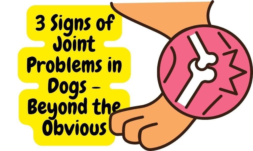 3 Signs of Joint Problems in Dogs - Beyond the Obvious
