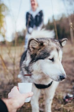 dog turning away