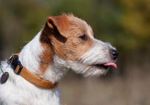 dog licking mouth