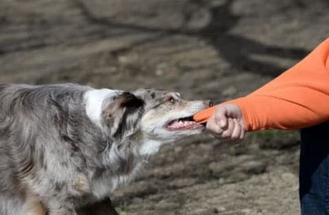 aggressive dog pulling at sleeve