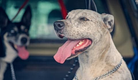 dog panting