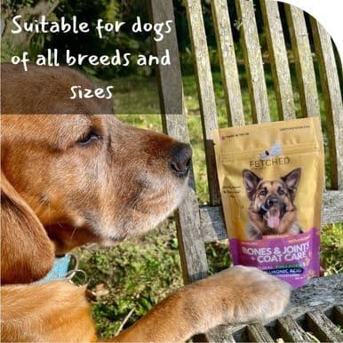 collagen product and charlie labrador