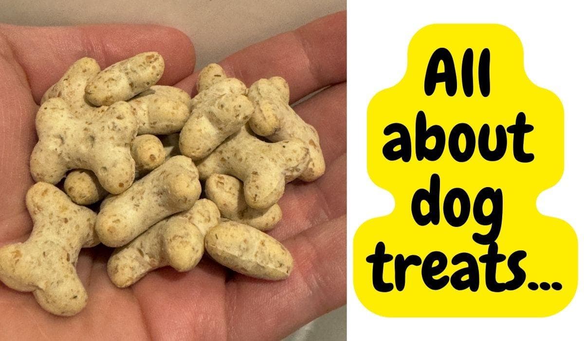 The Best Treats for Dogs: Healthy & Tasty