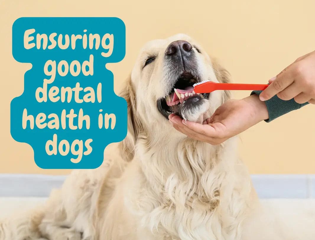 The importance of dental health for your furry friend