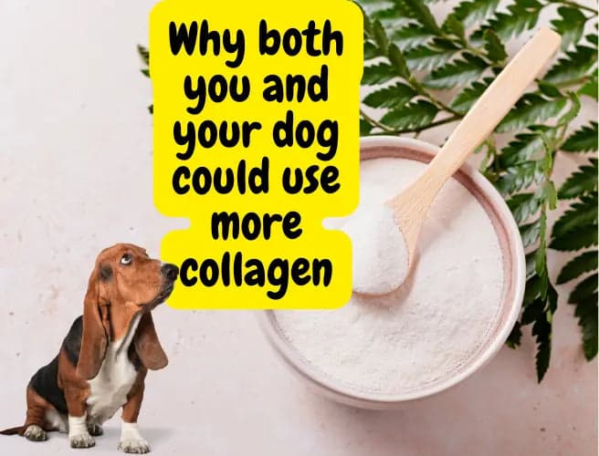 Why Your Dog Needs Collagen | FETCHED