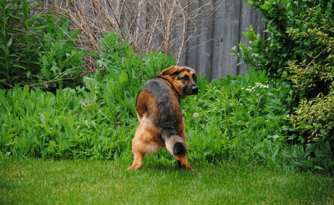 dog pooping on the grass