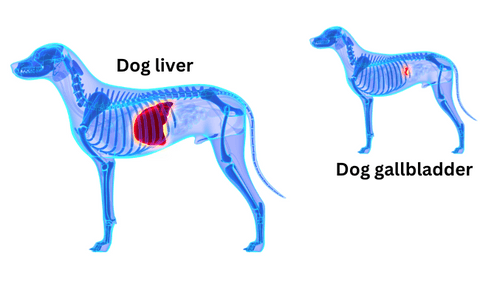 dog liver and gallbladder
